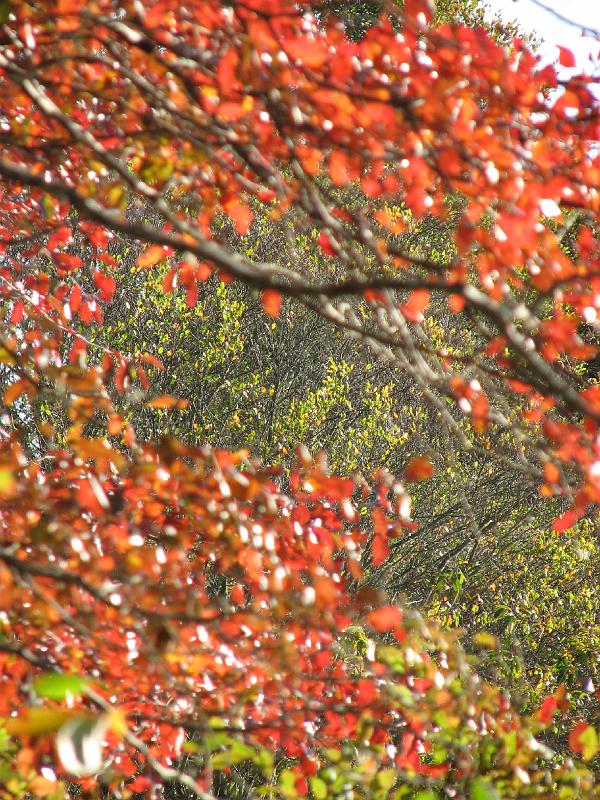 2008-10-11_Tiverton_Trustom 085.jpg
